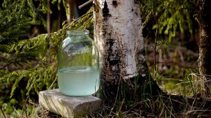 Сезон сбора березового сока начался в Беларуси. Что важно знать об эконапитке?