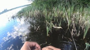 ЗА ЛИНЕМ В КАМЫШИ.ЛОВЛЯ ЛИНЯ.РЫБАЛКА В КАМЫШЕ.