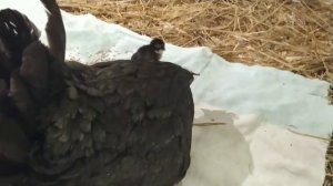 Курочка с цыплятами!