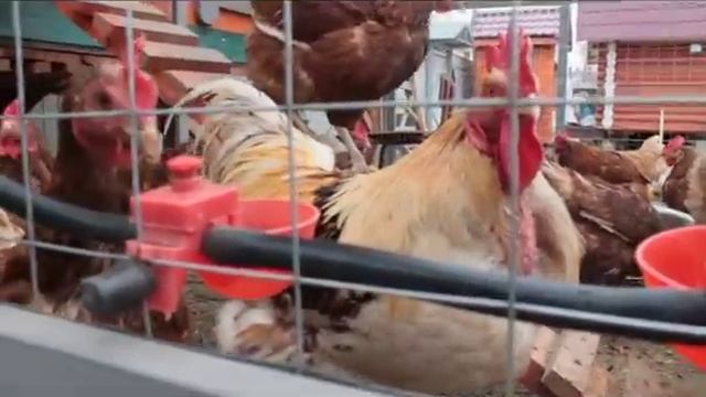 Система автоматического поения для кур своими руками.
