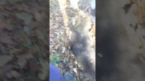 Метис Алабая и Немецкой овчарки