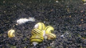 Улитка Спикса (Asolene spixi) зебровая ампуллярия Улитка-эльф