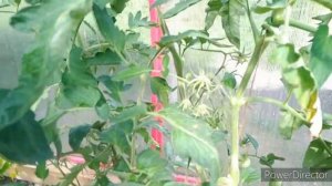 Лаки кросс томат.