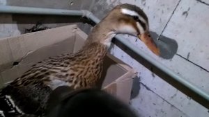 Сушеная утка или как сушить уток