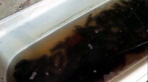 Передержка речных раков, мини УЗВ недорого .