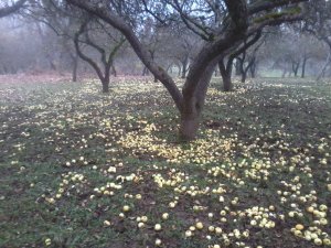 Яблочный дождь.