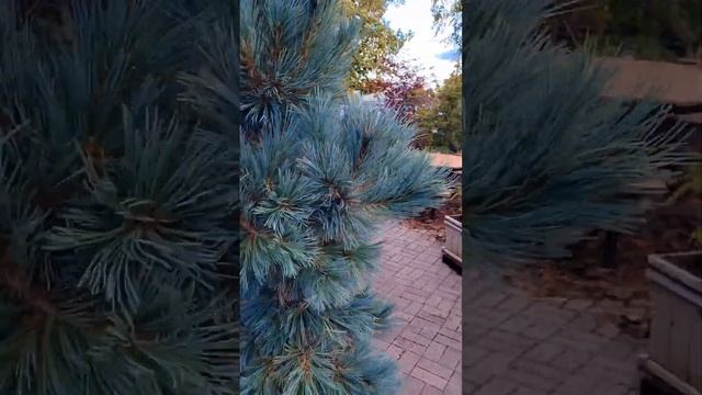 Blue Limber Pine ❄️ смотреть онлайн