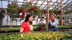 Калибрахоа, Аргирантемум, бегония Элатиор и контейнерный георгин (0+)