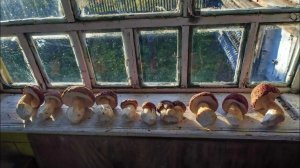 Грибы и природа Костромской области на фото. Боровики, белые грибы, мухоморы. Сентябрь, беломошники