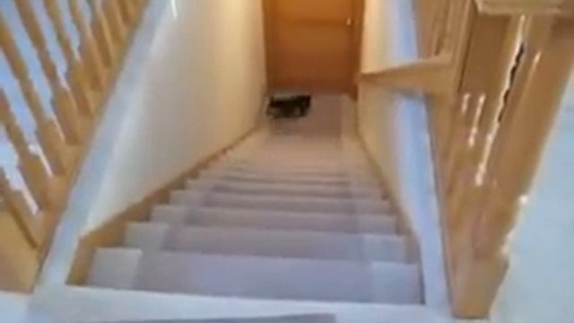 реактивный пес )) смотреть онлайн