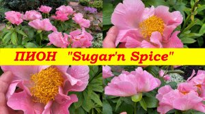 Пион "Щуга энд Спайс", Peony "Sugar'n Spice"