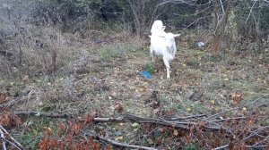 Карликовые козы и карликовые куры - Карликовые животные в ЛПХ.