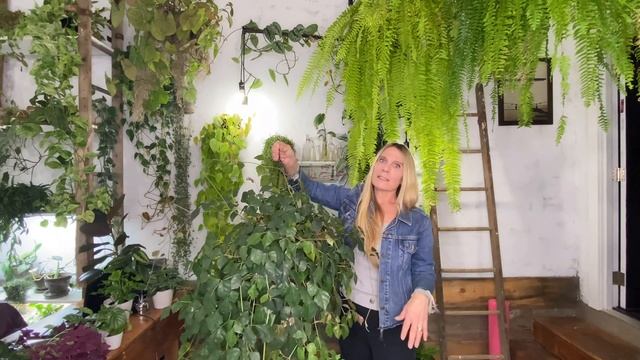 Fast-Growing Indoor Plants! | 28 Different Species