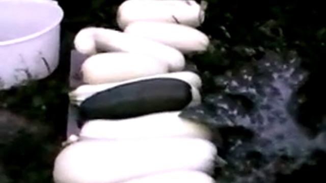 УРОЖАЙ КАБАЧКОВ 29 ИЮЛЯ 2017 смотреть онлайн