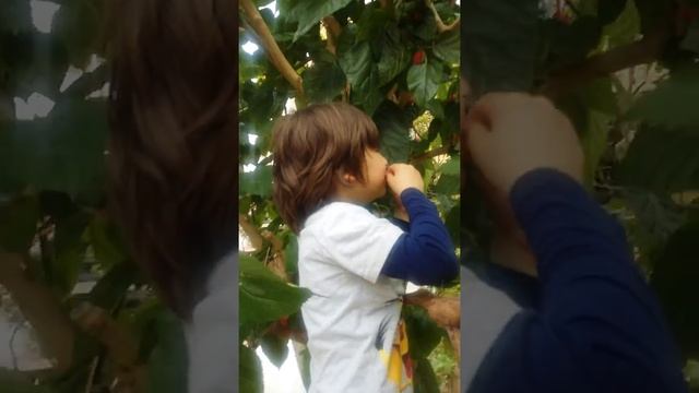 Дема собирает тутовник смотреть онлайн