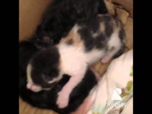 Рождение котят