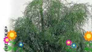 Укроп (Мамонт). Краткий обзор: Укроп описание характеристик, где купить семена