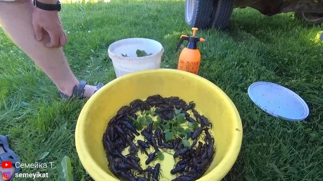 Ура! Раки малыши для пруда на даче. Запуск раков в свой пруд на участке. Как запускать раков в пруд
