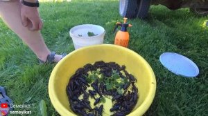 Ура! Раки малыши для пруда на даче. Запуск раков в свой пруд на участке. Как запускать раков в пруд