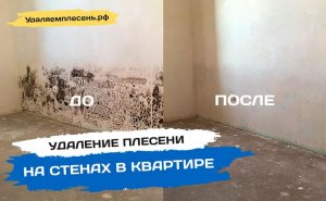Удаление плесени на стенах в квартире | Санкт-Петербург и Лен.обл