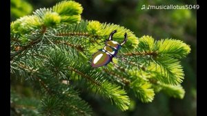 Лесная песенка "Золотило солнышко лес"
