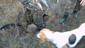 Охота с гончими на лис"Владимировский Лисспецназ"