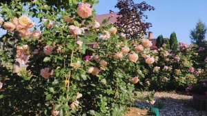 Идеальная роза для небольших садов. Пич Мельба - Peach Melba ( W. Kordes' Söhne 2018)