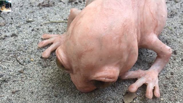 Спустя 4 млн. лет в Якутии ожил древний "динозавр"! смотреть онлайн