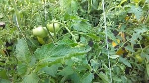 Томат японская роза