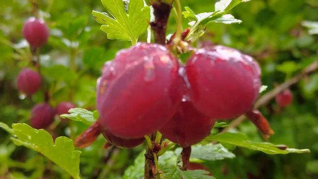 СЕМЕЙНОЕ СЧАСТЬЕ - МОЯ ПОЕЗДКА ИЗ ИЗРАИЛЯ В МОСКВУ К РОДИТЕЛЯМ НА ДАЧУ. смотреть онлайн