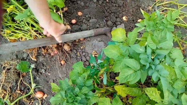 VLOG.Собираем липу.Копаем картошку.Ныряю в бассейне. Мангал своими руками из старого кирпича. смотреть онлайн