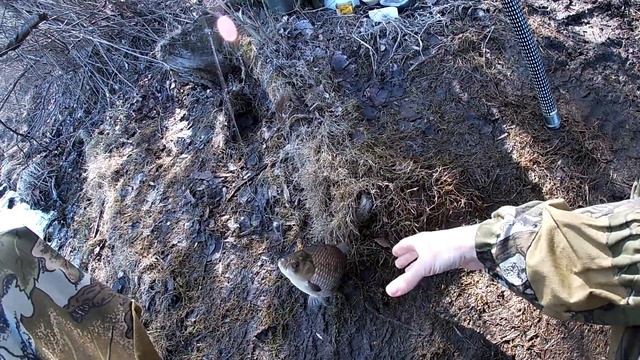 Рыбалка весной на поплавочную удочку! Ловлю на сало!
