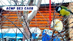 асмр для сна звуки природы от АСМР Звуки Сада