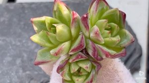 Echeveria Dream Queen