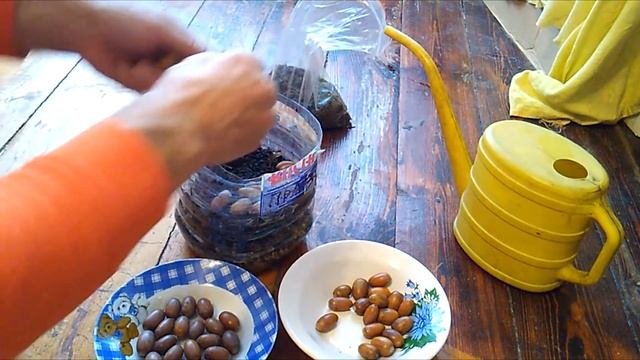 Посадка дуба из желудя и стратификация смотреть онлайн