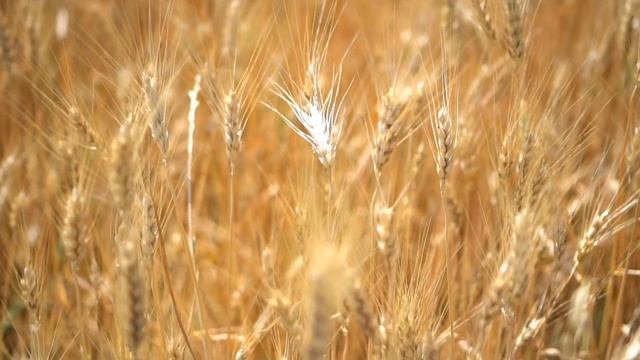 Мешок пшеницы смотреть онлайн