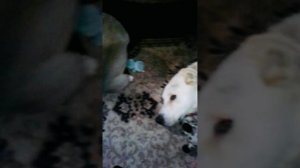 как растут собаки