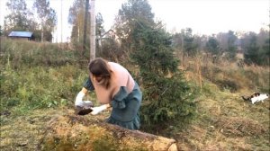 Как вырастить лесные грибы на своем участке