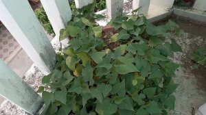 ROOFTOP GARDENING PART 1