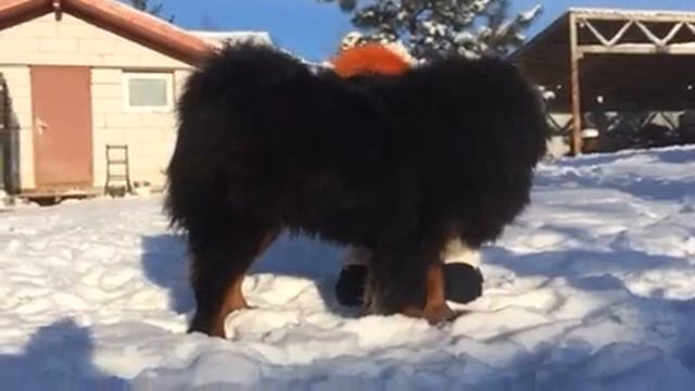 Wang Zi of Zangao кобель тибетского мастифа импорт Китай смотреть онлайн