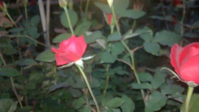 New rose (Red,Yellow,White ) смотреть онлайн