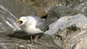 How Nature Works: Gull Territoriality