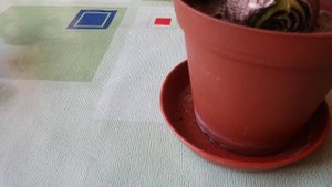 #276.подгнила луковица гиппеаструма,что делать?