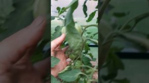 Томат Подарок моей жене
