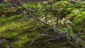 BOHREN & DER CLUB OF GORE - Constant Fear.avi