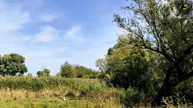 Народный праздник «Домна Доброродная». 16 сентября. Что нужно делать в этот день. смотреть онлайн