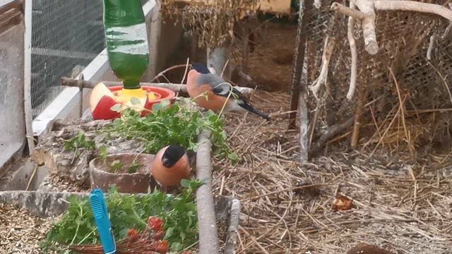 Мокричник , ґрунтовая зелень для птиц круглый год. смотреть онлайн