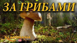 ЗА ГРИБАМИ!!! Поход кладоискателя за монетами и грибами. Кладомания