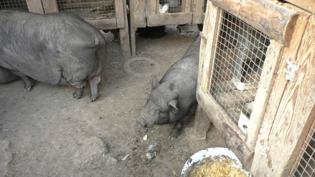 Первый раз такое вижу! Свинья - бегемот! Питомник вьетнамских вислобрюхих свиней. Или свинарник. смотреть онлайн