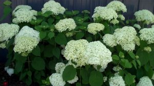 Hydrangea - Incrediball Hydrangea arborescens